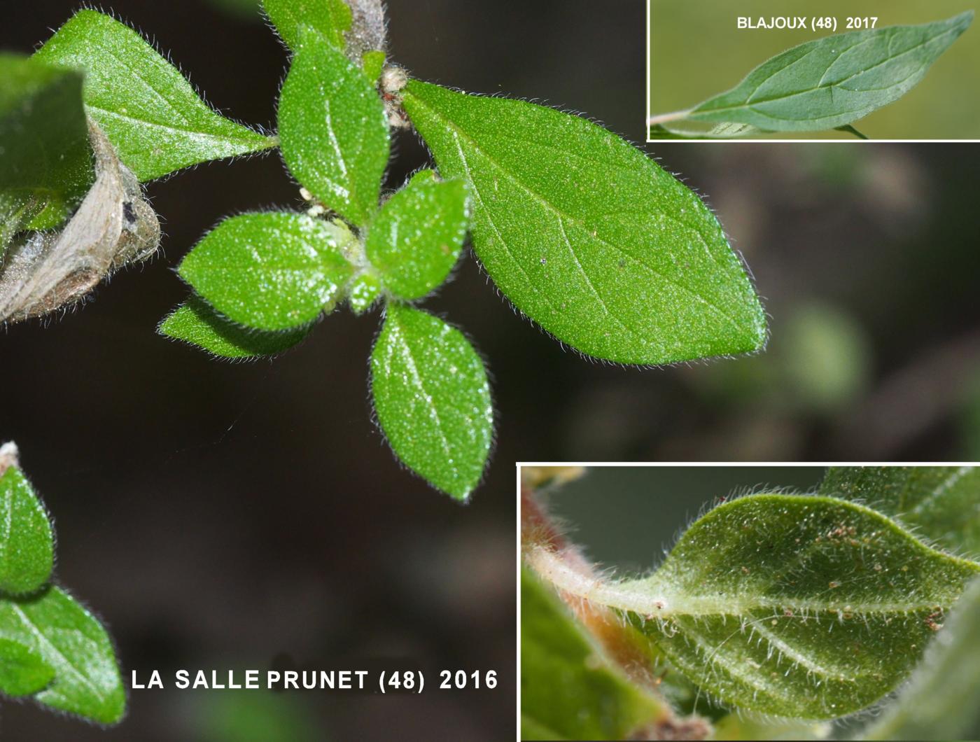 Pellitory-of-the-Wall leaf